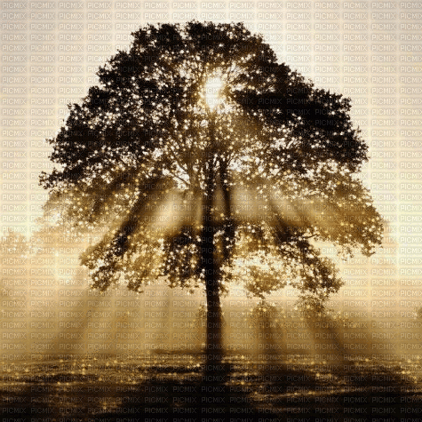 деревья - GIF animé gratuit