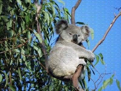 Australia animals koala bp - png grátis