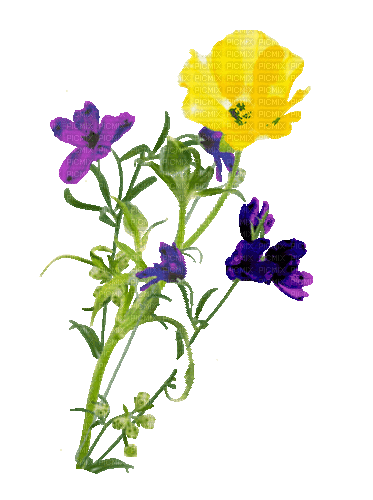 Nina flower - Gratis geanimeerde GIF