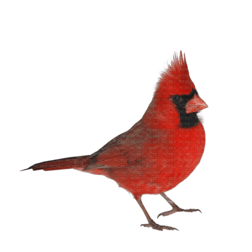 Pájaro carpintero rojo - 免费PNG