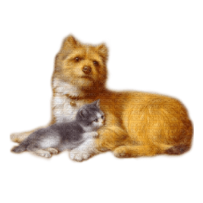 perro i gato  dubravka4 - PNG gratuit