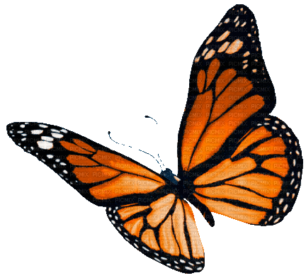 Animated.Butterfly.Orange - By KittyKatLuv65 - Free animated GIF