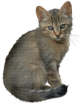Kaz_Creations Animals Cat Kitten - gratis png