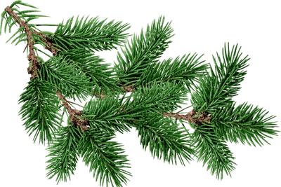 fir branch - бесплатно png