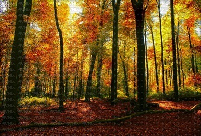 background forest autumn dolceluna - 無料png