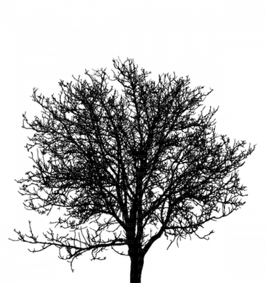 Kaz_Creations Trees Tree Colours - безплатен png