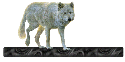loup blanc - Ingyenes animált GIF