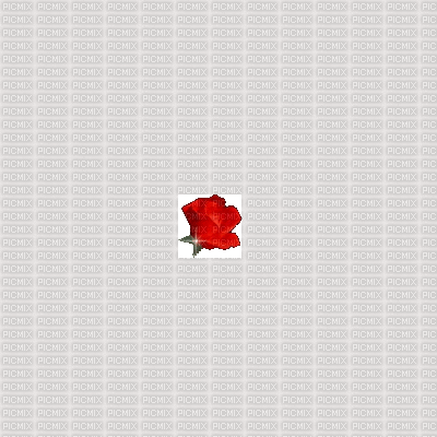 وردة حمراء - GIF animado gratis
