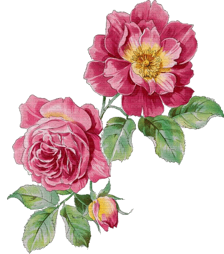 watercolor pink rose - Бесплатни анимирани ГИФ