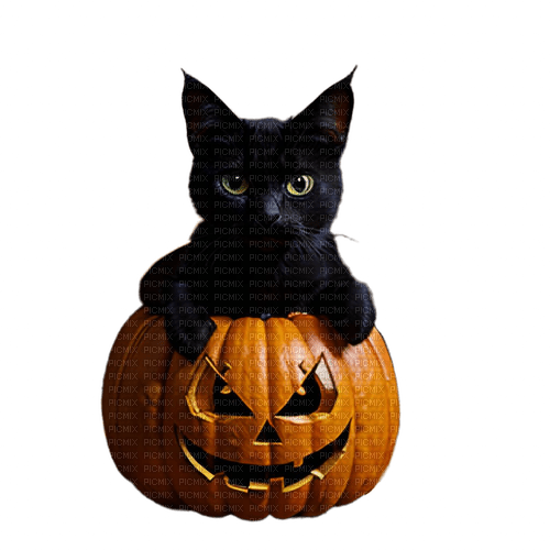 Halloween.cat.pumpkin.transparent.png - δωρεάν png