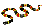 snake- Nitsa Papacon - Bezmaksas animēts GIF