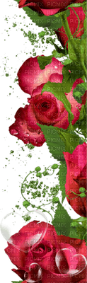 rose rose.Cheyenne63 - png grátis