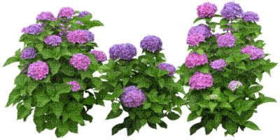 fleurs mauves - png grátis