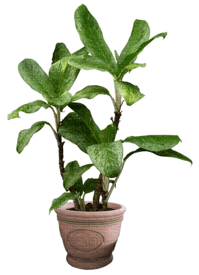 planta - Free PNG