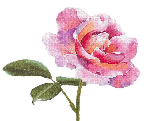 цветок; акварель - PNG gratuit