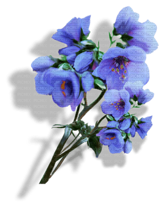 flowers two katrin - PNG gratuit