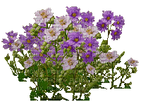fleurs HD - GIF animé gratuit