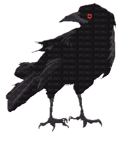 Birds - Безплатен анимиран GIF