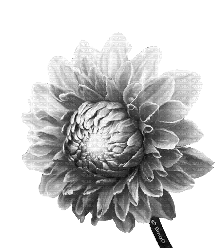 Y.A.M._Flower - Безплатен анимиран GIF