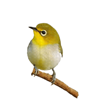Bird Ice Rigger PNG - 免费PNG