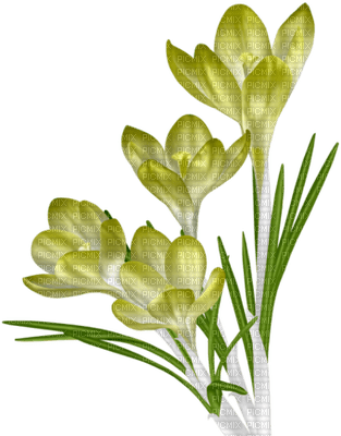 Coquelicot - darmowe png
