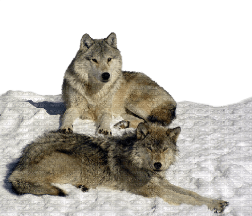 Wolves.Loups.Lobos.Winter.Victoriabea - PNG gratuit