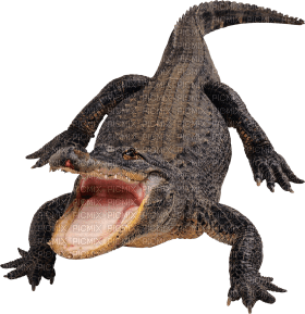 Kaz_Creations Crocodile Alligator - gratis png
