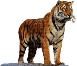 tiger katrin - Free PNG