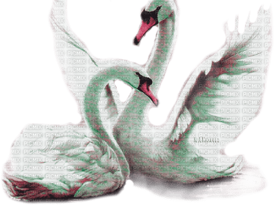 Y.A.M._Birds swans - zdarma png