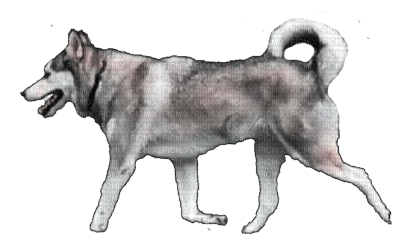 ani-hund-djur - Gratis animerad GIF