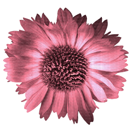 kikkapink pink flower daisy - zadarmo png