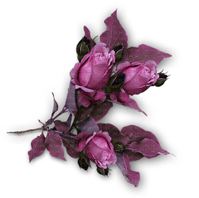 Kaz_Creations Deco  Flowers - Free PNG