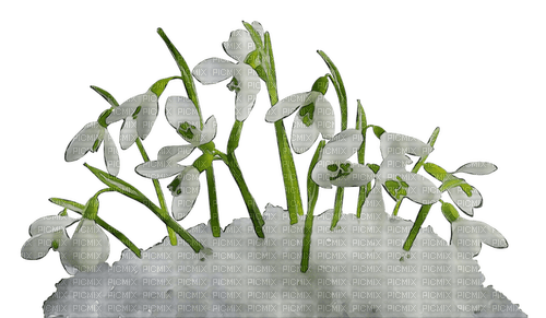 white, spring, flowers, snowdrops, perce-neige - 免费PNG