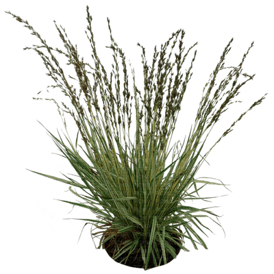 plants katrin - png gratis