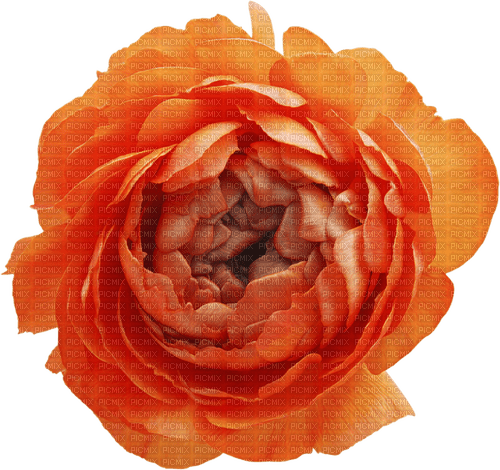 Orange.Fleur.Flower.Pivoine.Victoriabea - png ฟรี