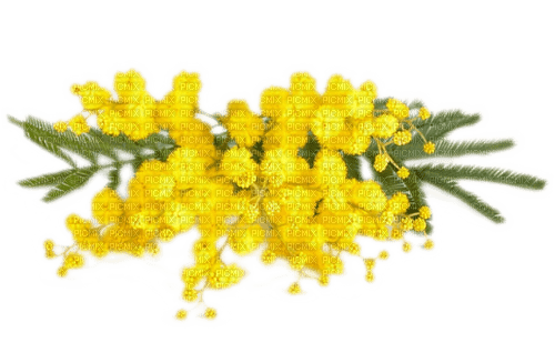 Mimosen - PNG gratuit