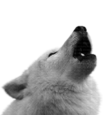 Loup Blanc - PNG gratuit