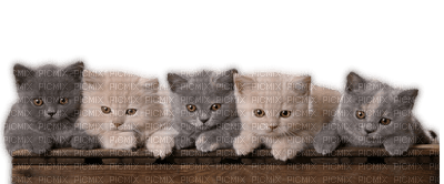 Kaz_Creations Cats Kittens Cat Kitten - darmowe png