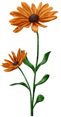 Coquelicot - png ฟรี