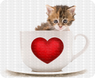 Animated Cat in a Coffee Cup Teacup Love - Бесплатни анимирани ГИФ