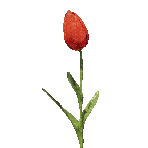 Red.Flower.Fleur.Tulipe.tulip.Victoriabea - Gratis animerad GIF