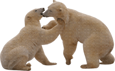 Kaz_Creations Animals Animal Polar Bears - darmowe png