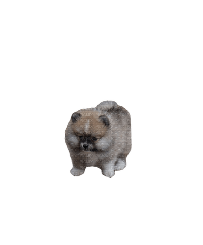 Pomeranian - nemokama png