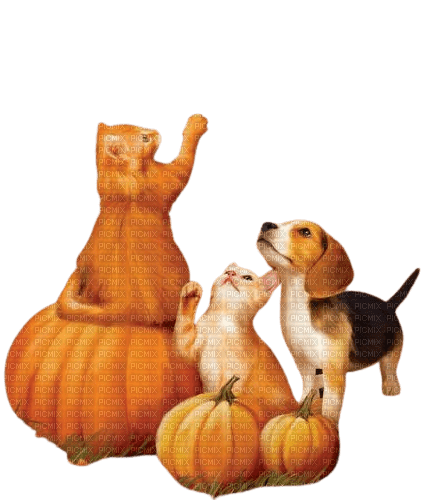 Autumn cats and dog - gratis png