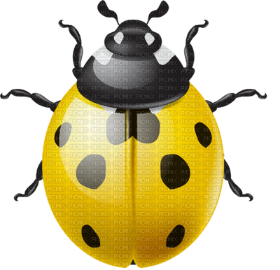 Kaz_Creations Ladybugs Ladybug - bezmaksas png