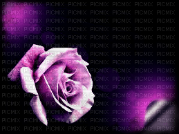 rose des ténèbres - бесплатно png