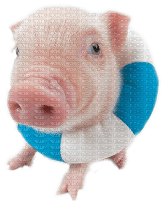 pig by nataliplus - Free PNG