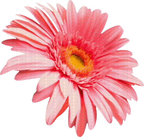 Flower.Yellow.Pink - png ฟรี