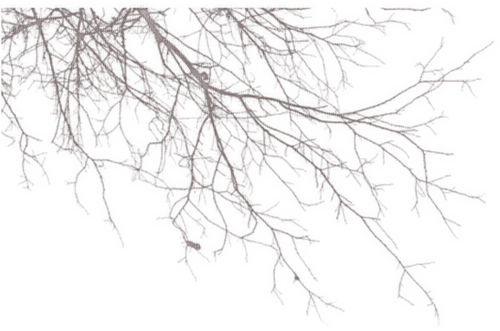 invierno   ramas  dubravka4 - PNG gratuit