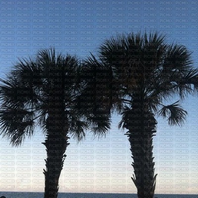 Palm trees - 無料png